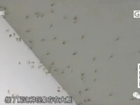 省臺曝光！普寧某小區(qū)蚊蟲泛濫，居民不堪其擾