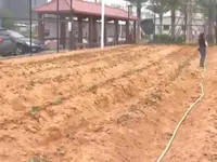普寧某村籃球場變成“番薯地”，原因究竟是什么？官方答復來了！